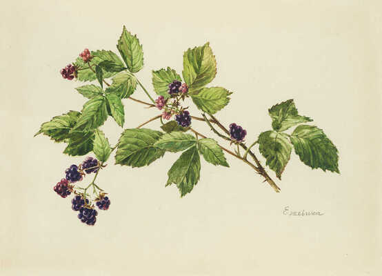 Шипиленко Александр Кузьмич. Лот из двух рисунков 